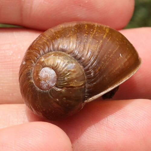 Cantareus apertus