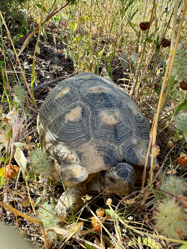 Testudo marginata
