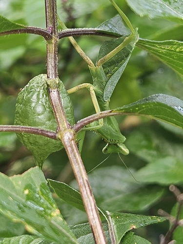 Photiomantis planicephala