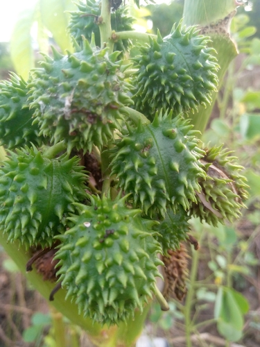 castor bean