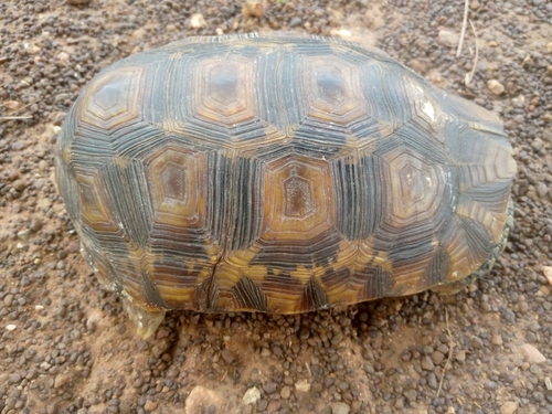 Western hinge-back tortoise
