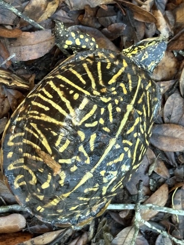 Florida Box Turtle observed by zwalker