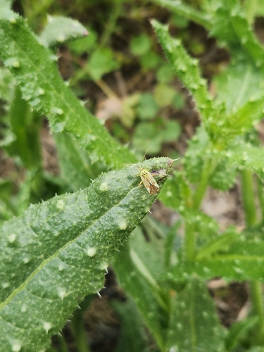 Reuterista instabilis