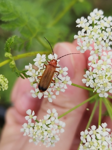 Common Red Soldier Beetle