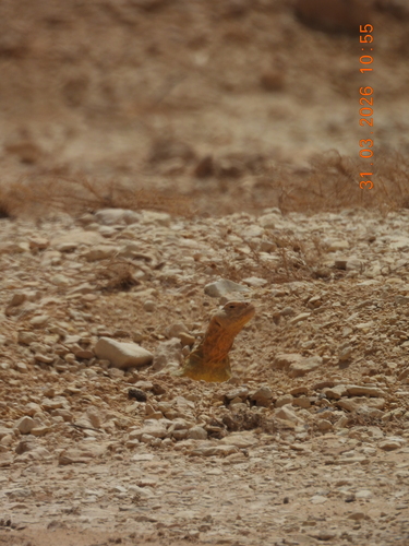 Egyptian Spiny–tailed Lizard