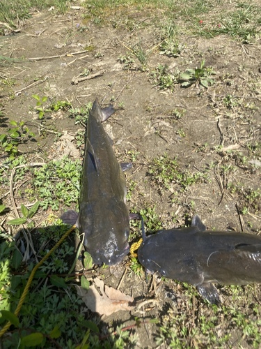 iNaturalist observation 2020-04-05