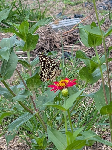 Lime Swallowtail