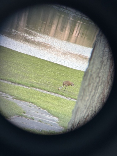 Sandhill Crane observed by tunaparticles