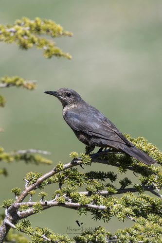 Blue Rock-Thrush