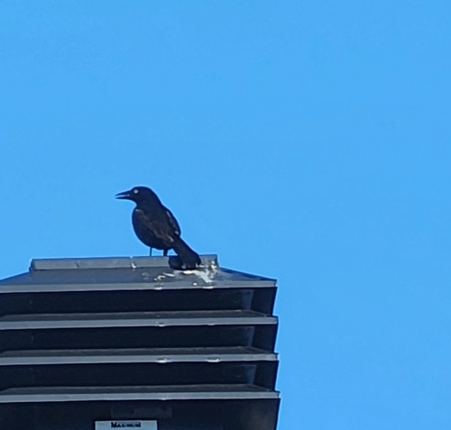 Common Grackle observed by samvaths