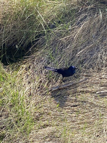 Common Grackle observed by regalfin