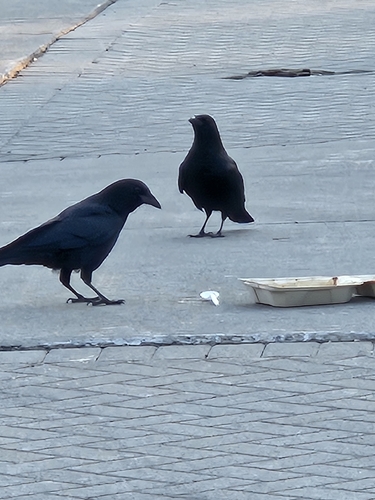 American Crow observed by kingtresh