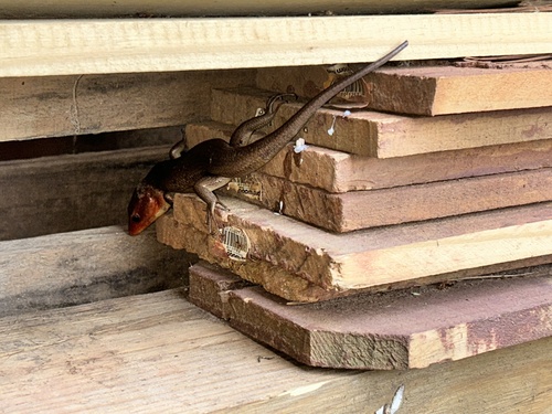 Broad-headed Skink observed by savs-search