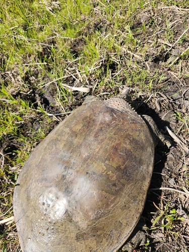 Spiny Softshell observed by twas14