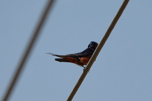 Barn Swallow