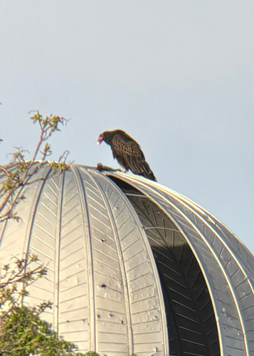 Turkey Vulture observed by caropeckerprairiesoldier