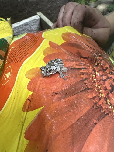 Cope's Gray Tree Frog observed by finninator