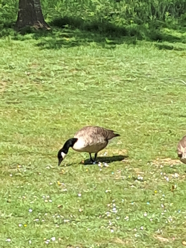 Canada Goose observed by milena124