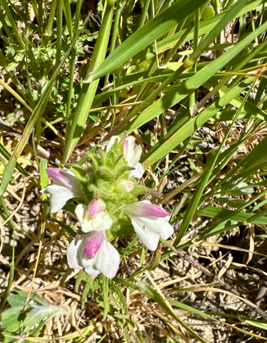 Mediterranean lineseed
