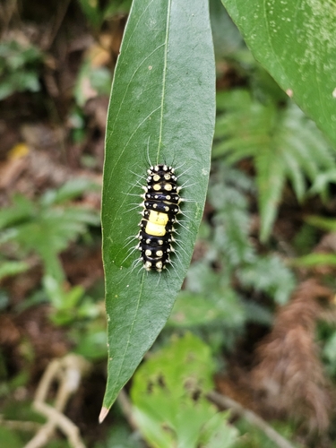 Erasmia pulchella