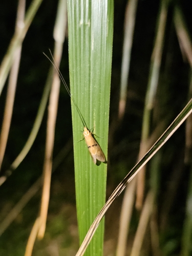 Macrostemum fastosum