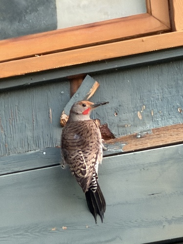 Northern Flicker observed by andreweller