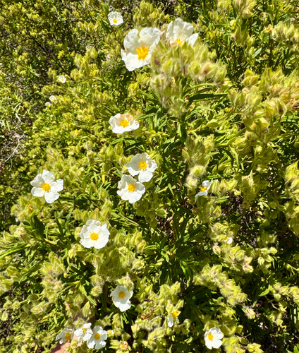 Montpellier Cistus