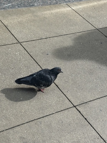 Feral Pigeon observed by ryanr65