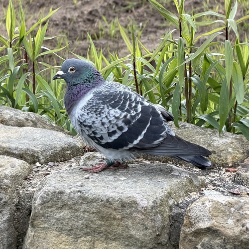 Felsentaube observed by mathiskueckens