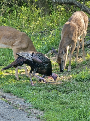 Wild Turkey observed by claraeisinger
