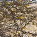 Acacia ehrenbergiana
