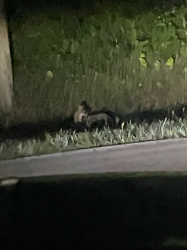 Gray Fox observed by kyliemonst