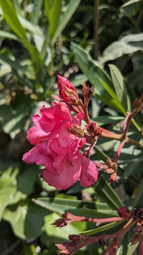 oleander