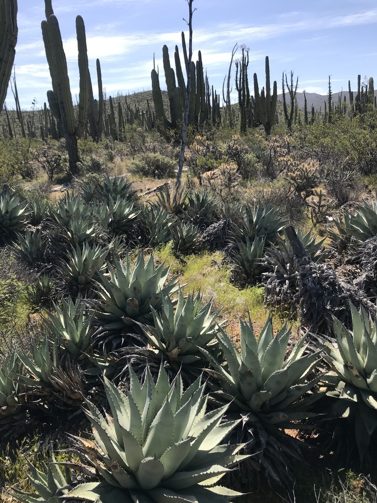 Agave cerulata  iNaturalist