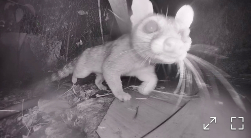 Ringtail observed by eduardo1510