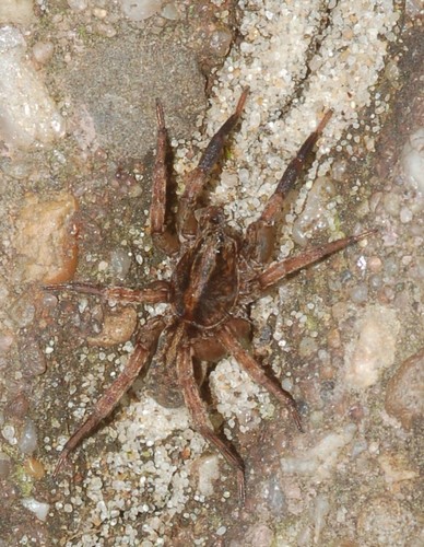 Ground wolf spider
