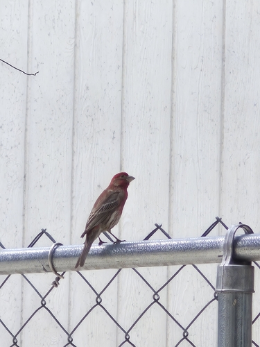 House Finch observed by neleah1