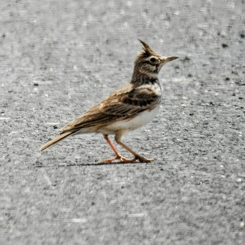 Crested Lark
