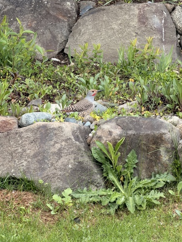 Northern Flicker observed by demson412