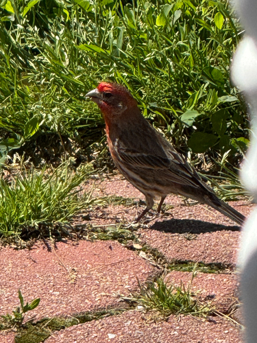 House Finch observed by savannah_mae
