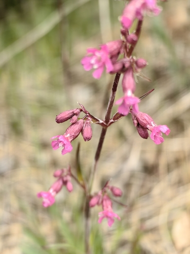 Sticky Catchfly