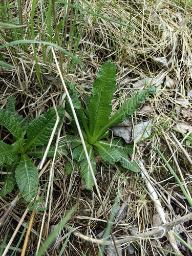 wild teasel