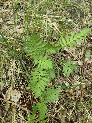 tansy