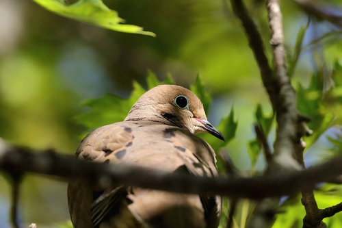 Mourning Dove observed by dan14182