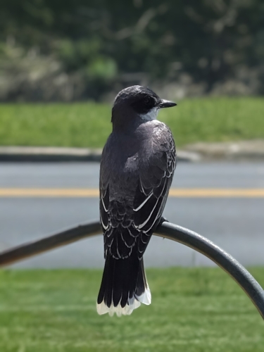 Eastern Kingbird observed by krloucks1