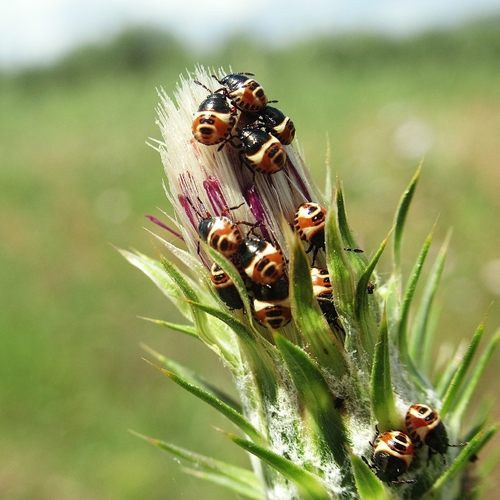 Carpocoris mediterraneus atlanticus
