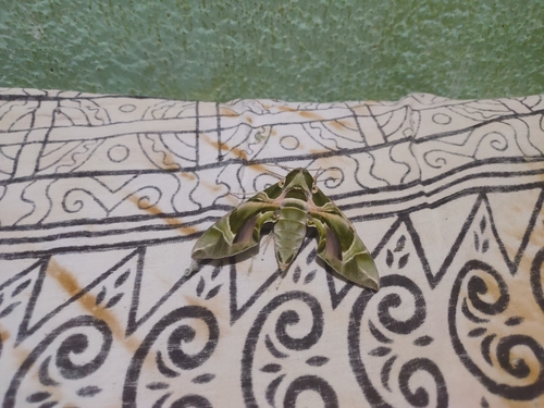 Oleander Hawkmoth