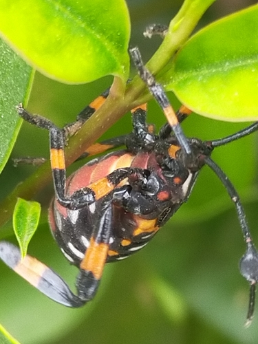 Pachylis gigas
