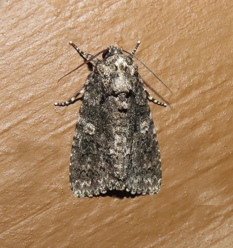 Afflicted Dagger from Fentress County, TN, USA on May 10, 2026 at 09:34 ...