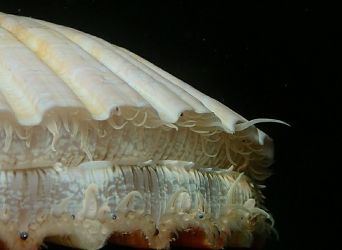 Native Scallops Commercial Scallop | Native Nature